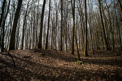 Huegelgraeber Nachts Pfarrwald Kasendorf